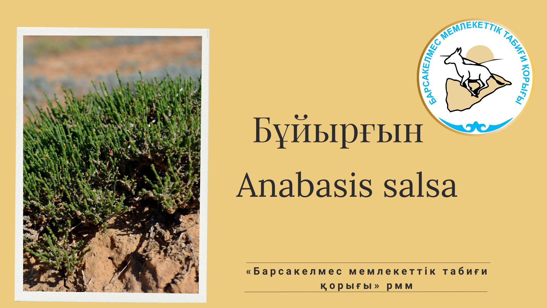 Бұйырғын (Anabasis salsa)