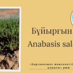 Ежовник солончаковый (Anabasis salsa)