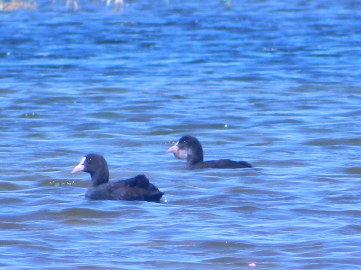 Лысуха Fulica atra
