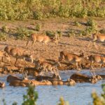 Қазақстандағы киік саны 1,9 млн. асты
