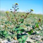 Клоповник пронзеннолистный – Lepidium perfoliatum