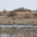 Қылқұйрық бұлдырық – Саджа – Syrrbaptes paradoxus
