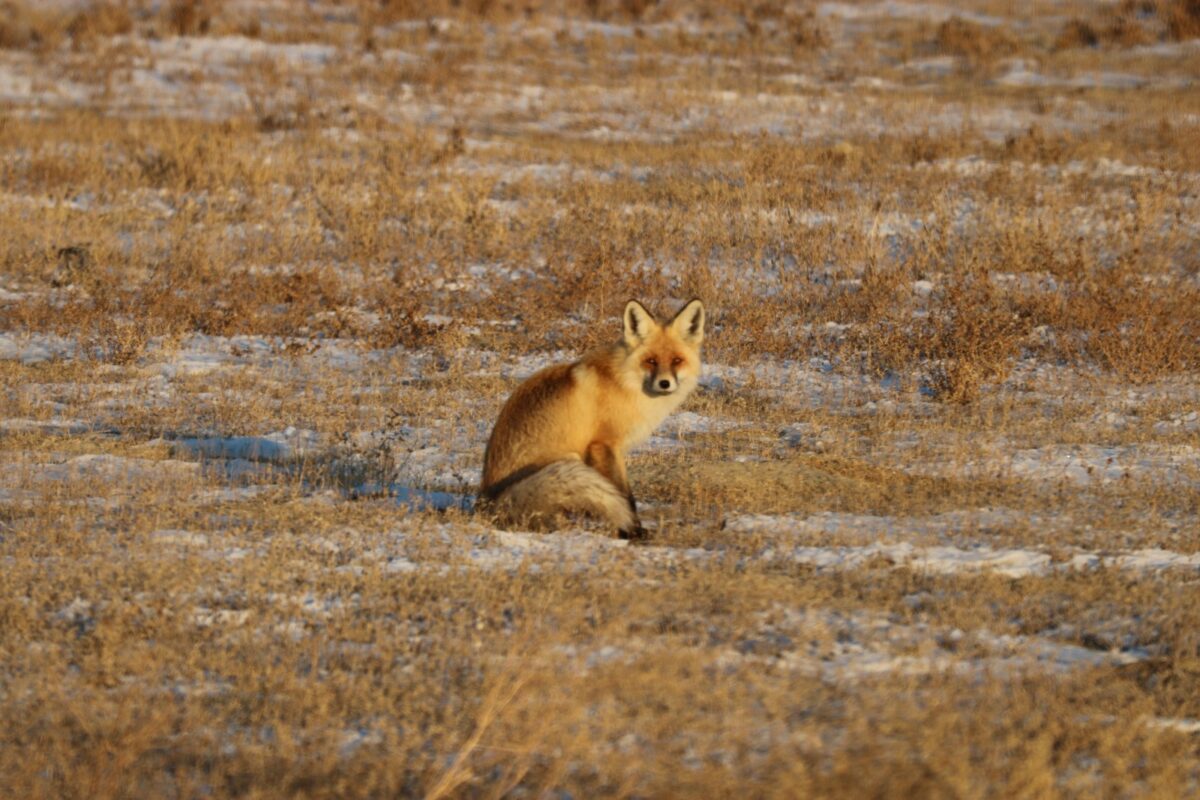 Лисица - Vulpes vulpes