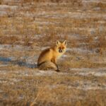 Лисица - Vulpes vulpes