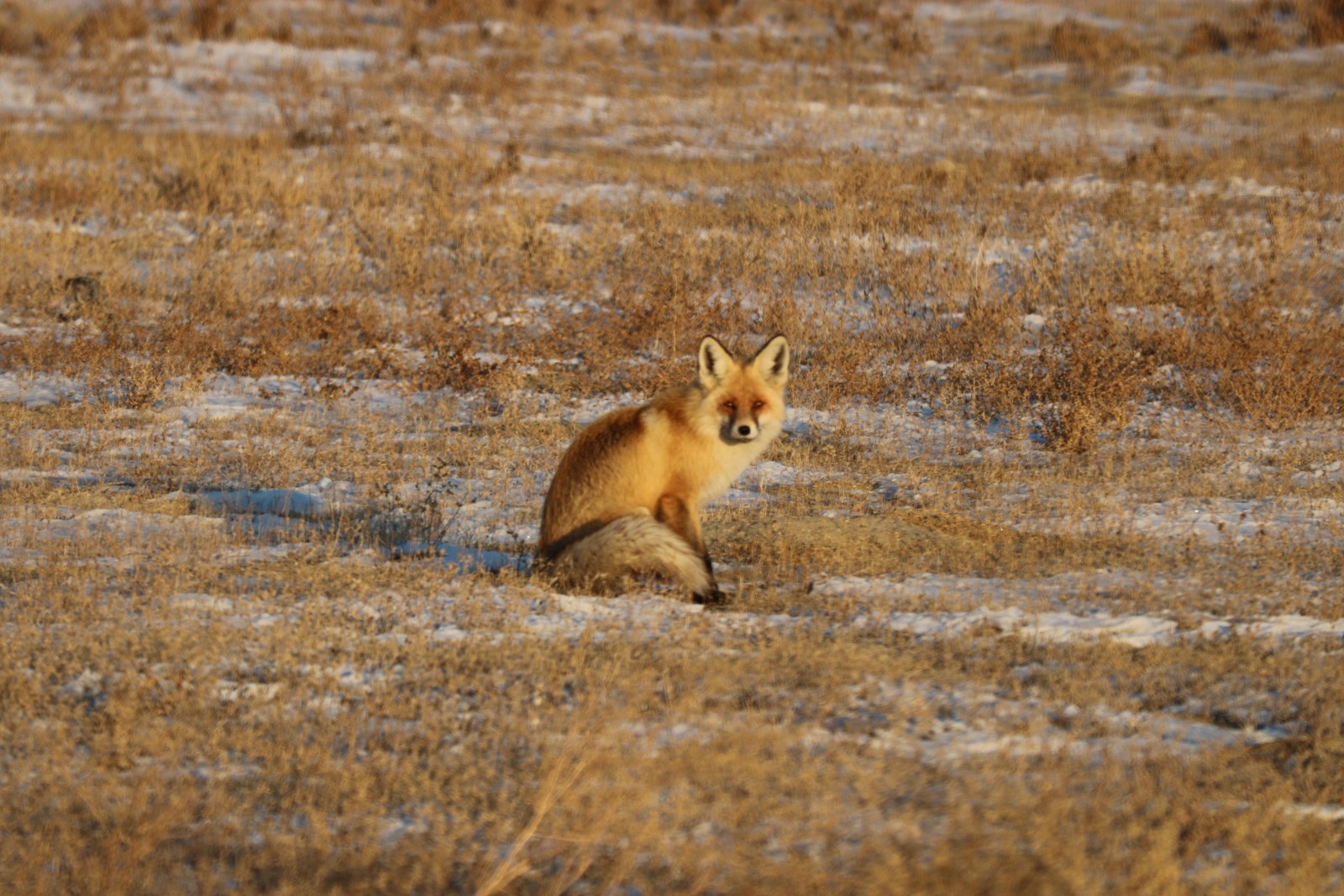 Лисица - Vulpes vulpes
