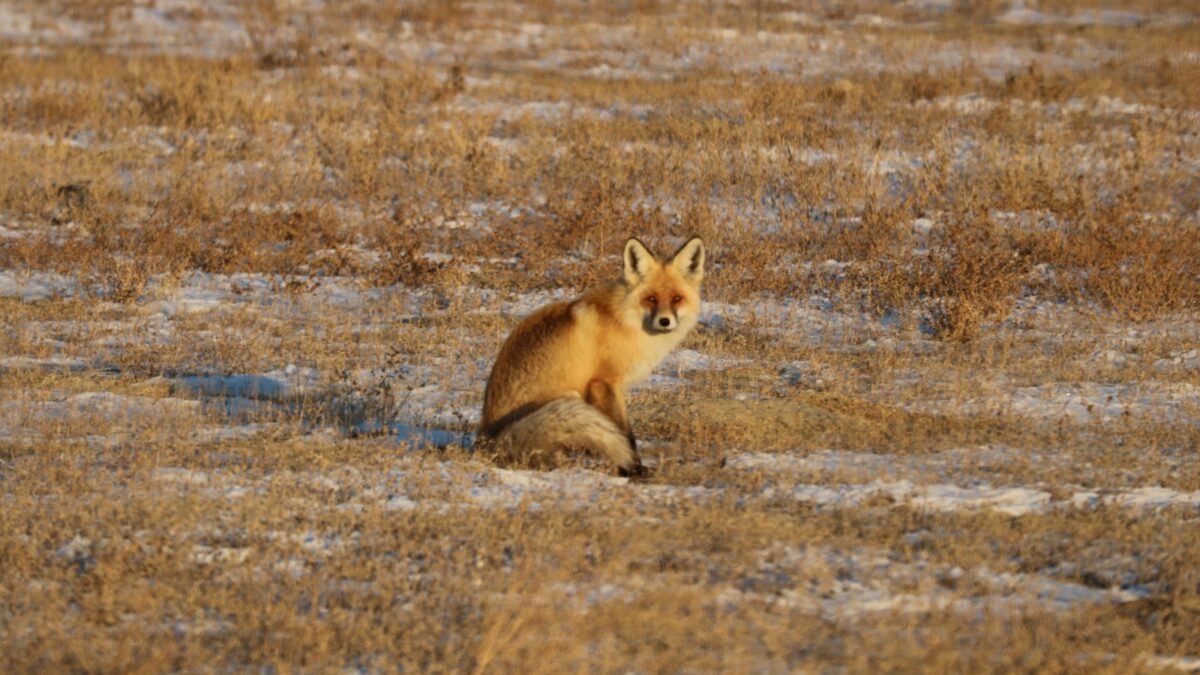 Түлкі - Vulpes vulpes