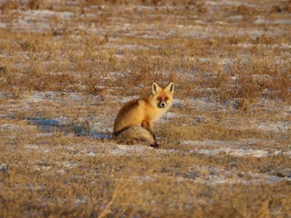 Түлкі - Vulpes vulpes