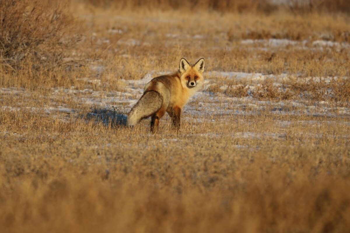 Түлкі - Vulpes vulpes