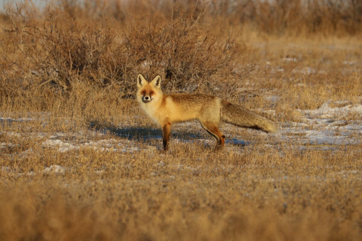 Лисица - Vulpes vulpes