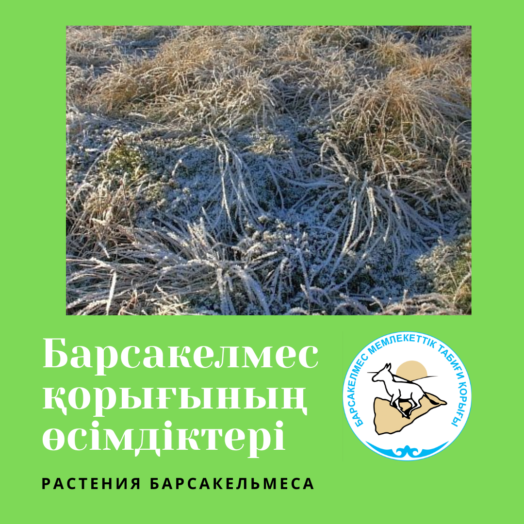 Астрагал коротконогий
