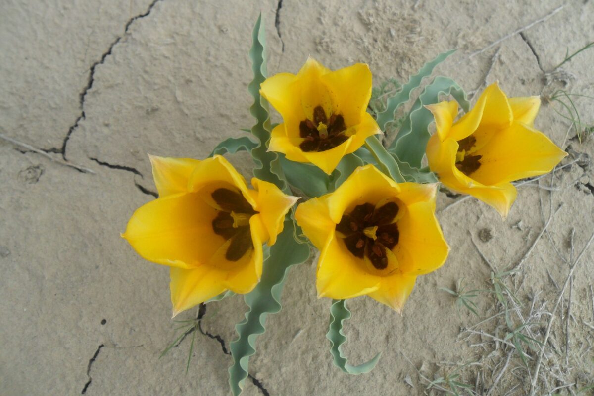 Тюльпан Борщова (Tulipa borszczowii)