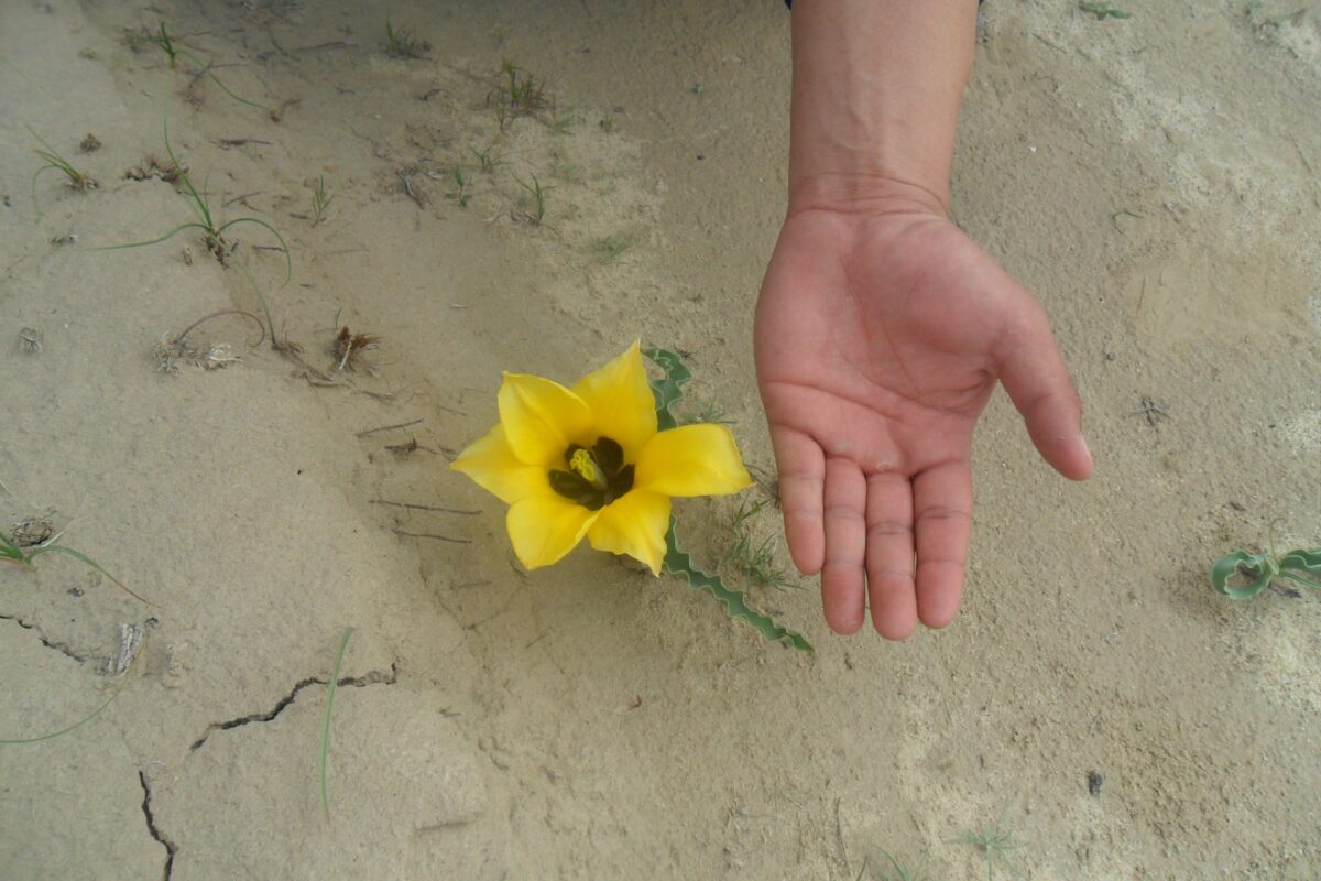 Тюльпан Борщова (Tulipa borszczowii)