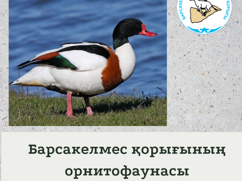 Италақаз