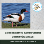 Пеганка