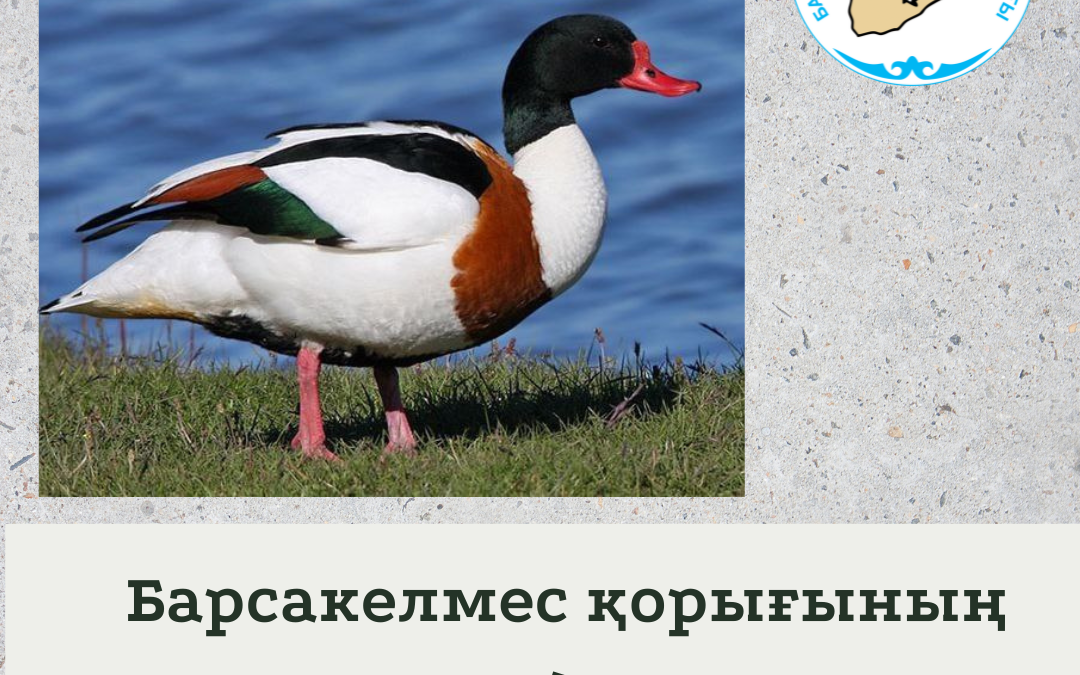 Пеганка