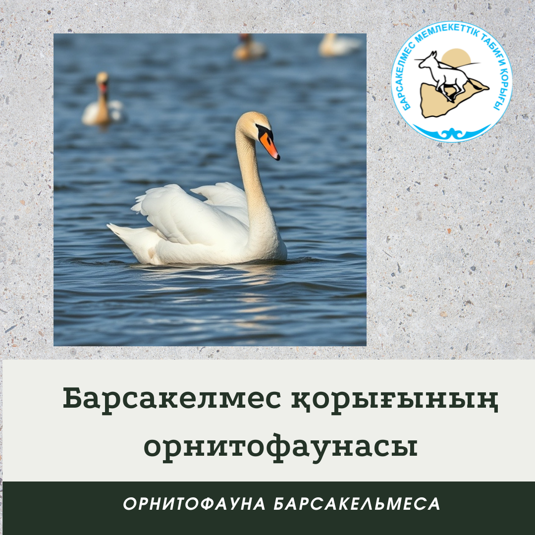 Сыбырлақ аққу
