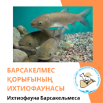Белый амур
