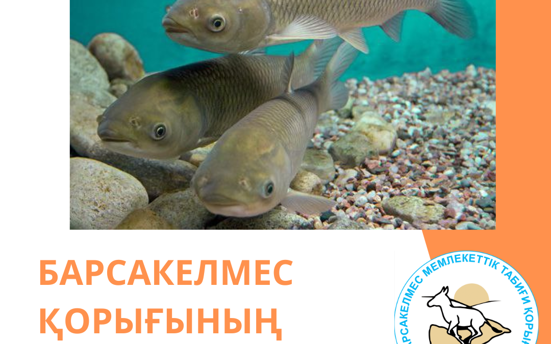 Ақ амур