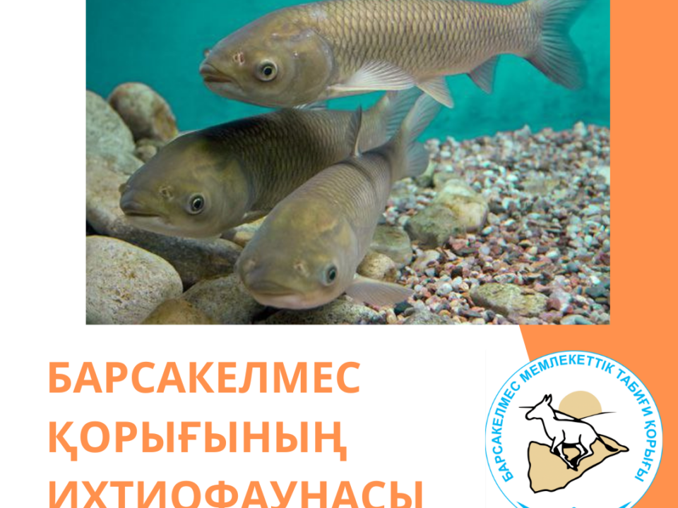 Ақ амур