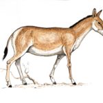 Кұлан - Equus hemionus