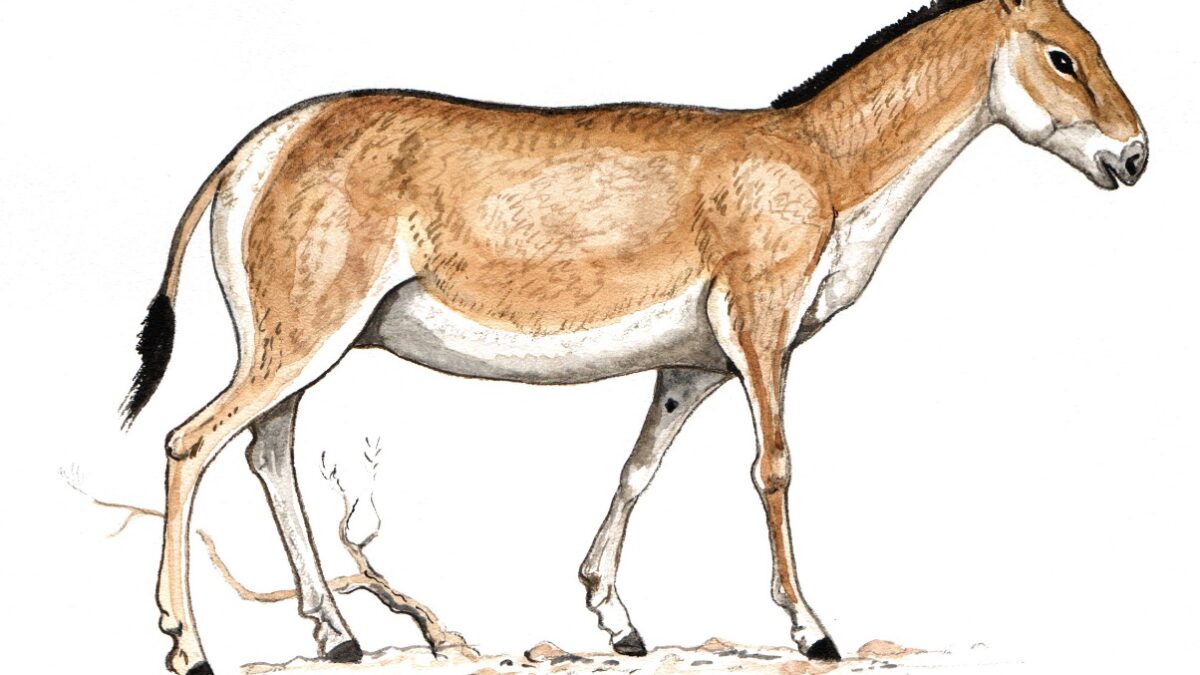 Кұлан - Equus hemionus