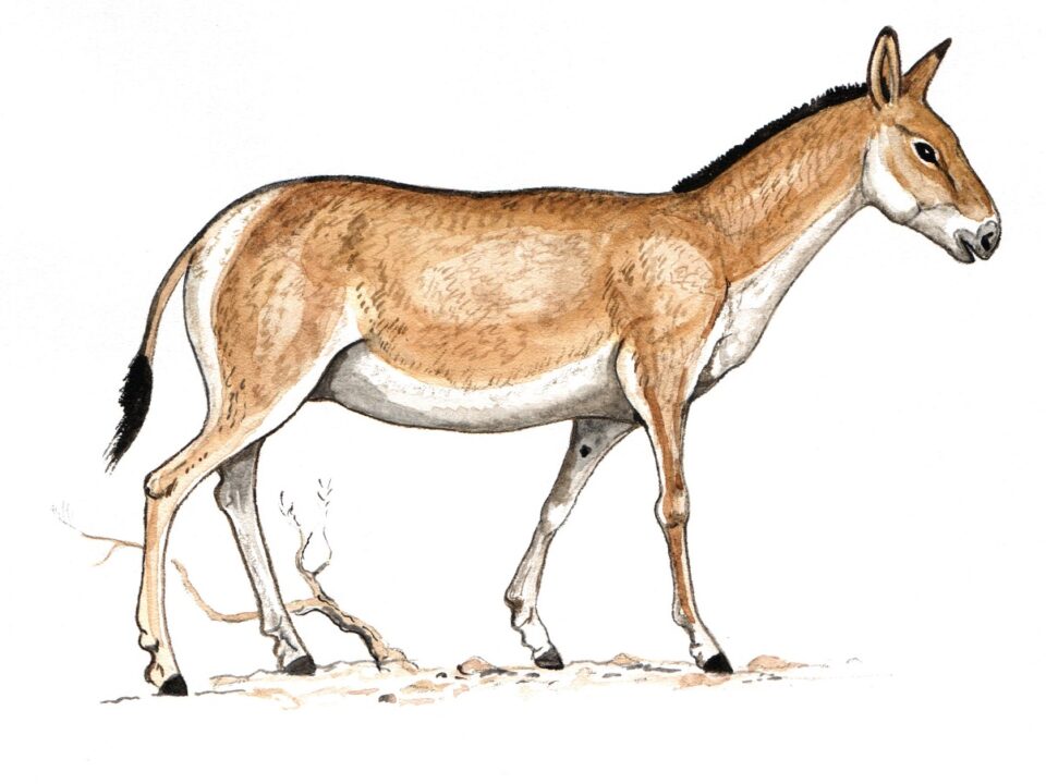 Кұлан - Equus hemionus