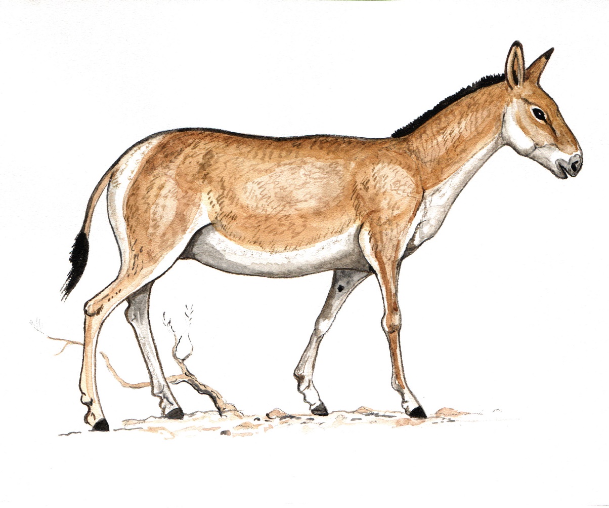 Кулан - Equus hemionus