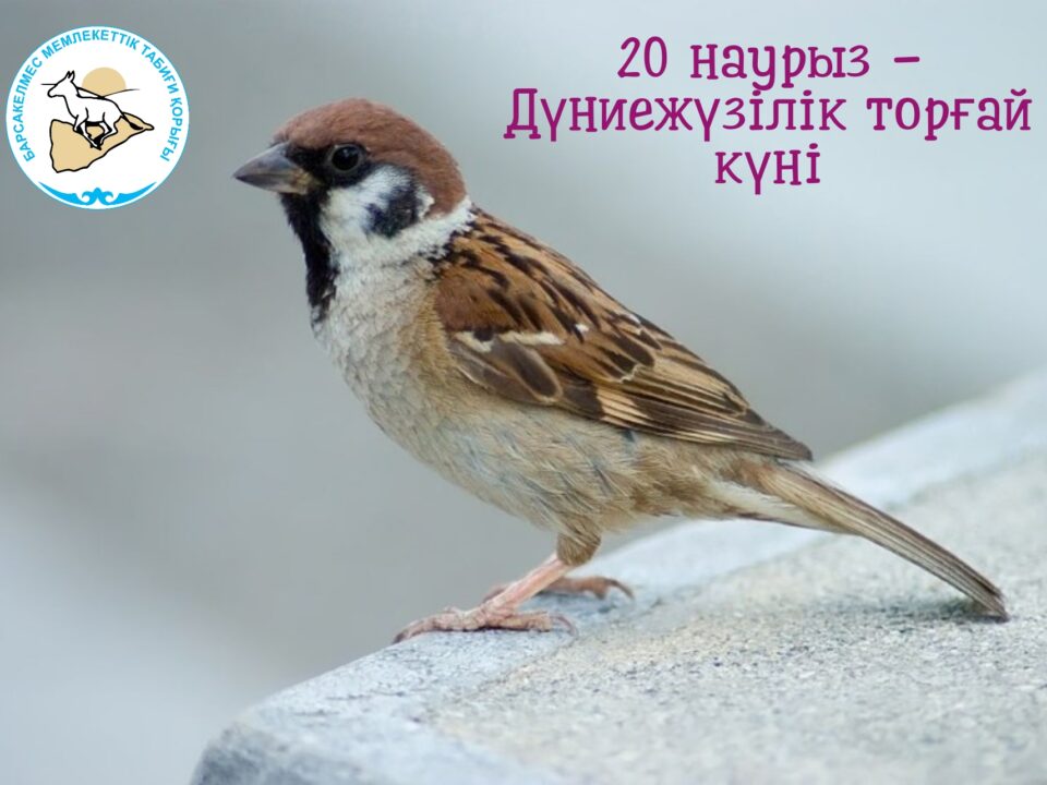Дүниежүзілік торғай күні құтты болсын!