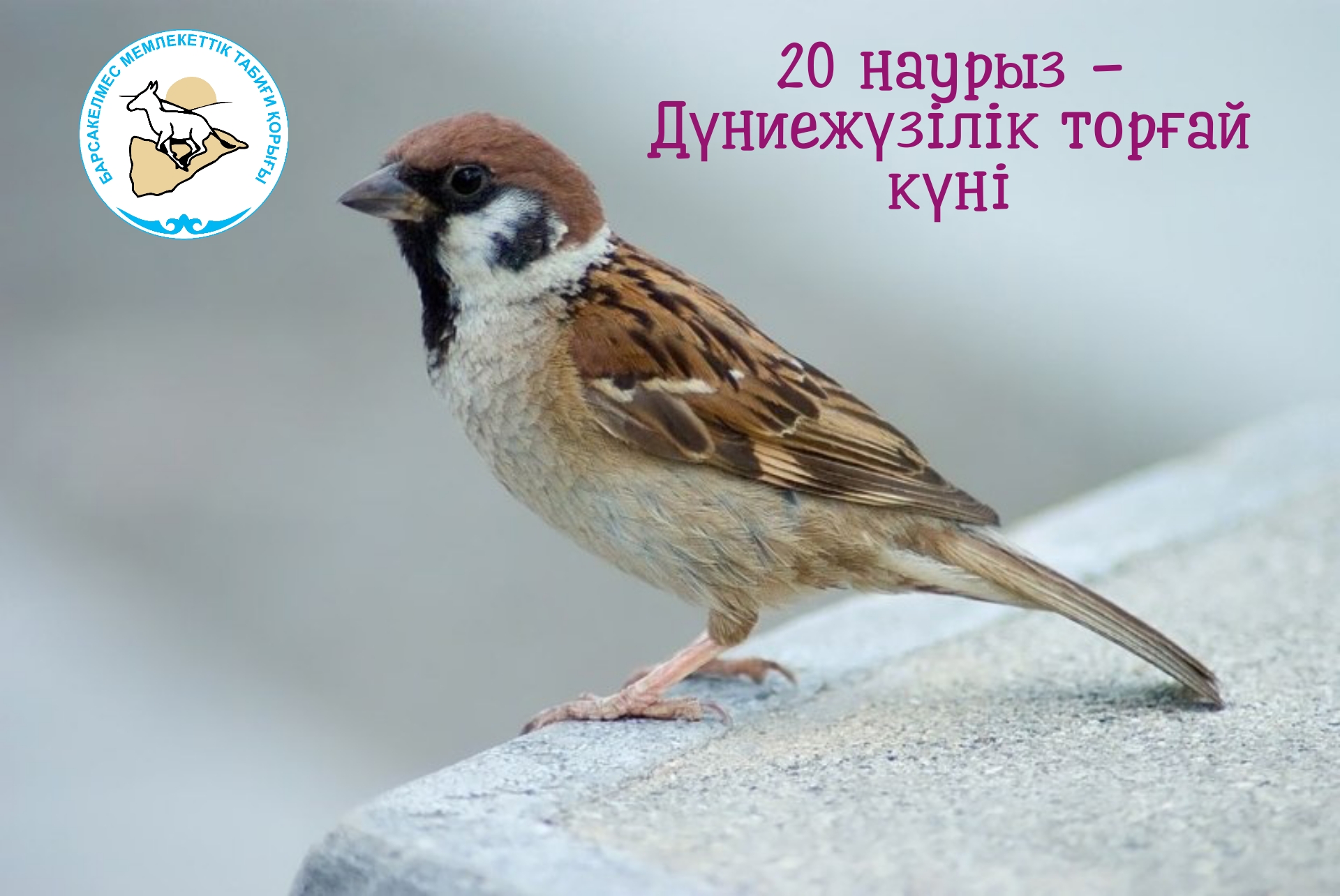 Дүниежүзілік торғай күні құтты болсын!