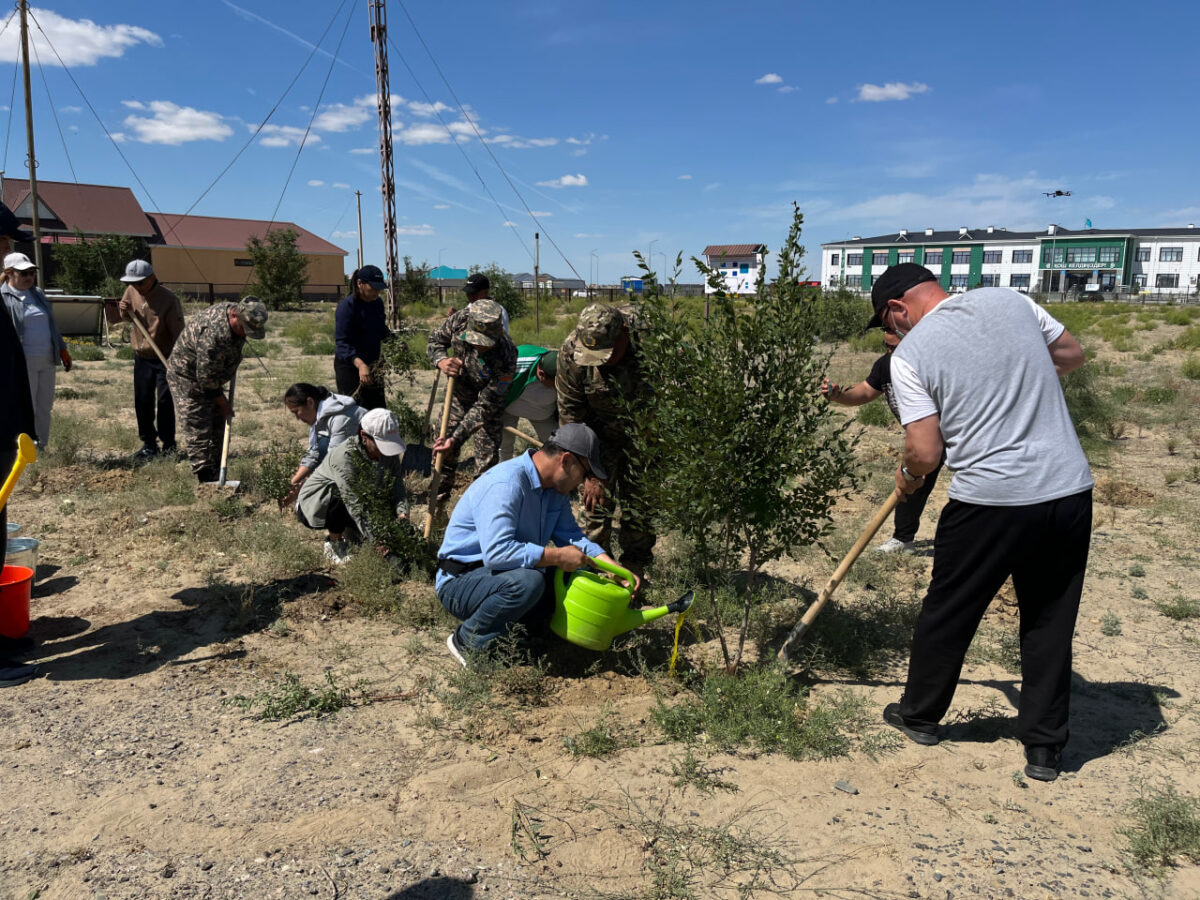 Қорықтың кеңсе ғимараты аумағында 20 түп қараағаш көшеті отырғызылды