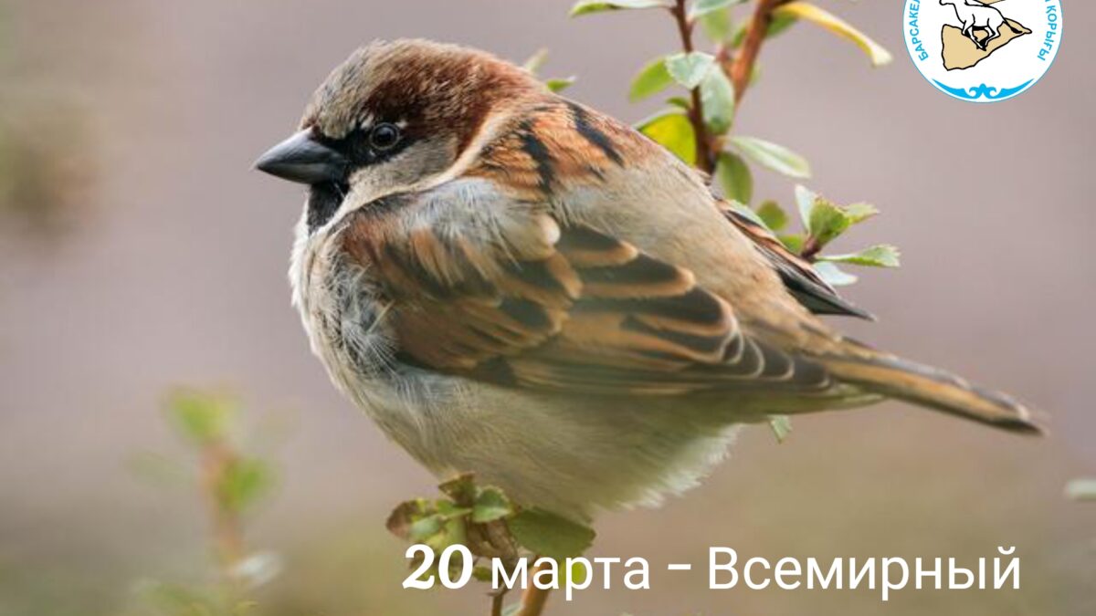 Со всемирным днем воробья!
