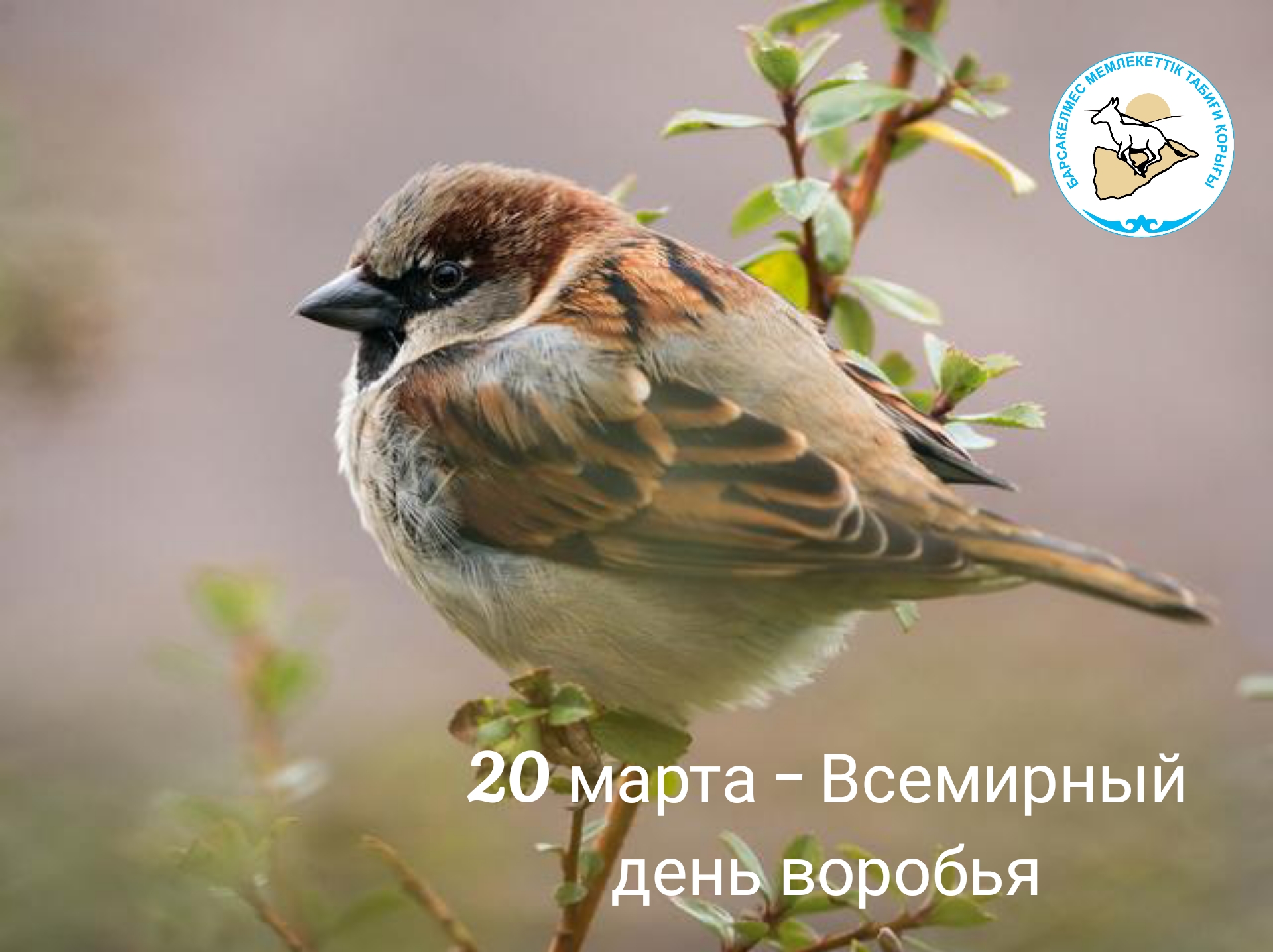 Со всемирным днем воробья!