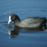 Лысуха Fulica atra