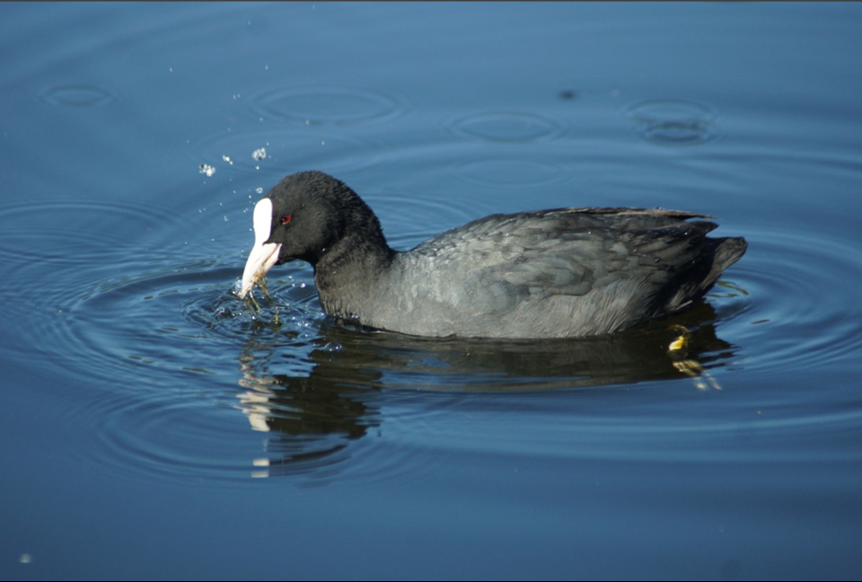 Лысуха Fulica atra