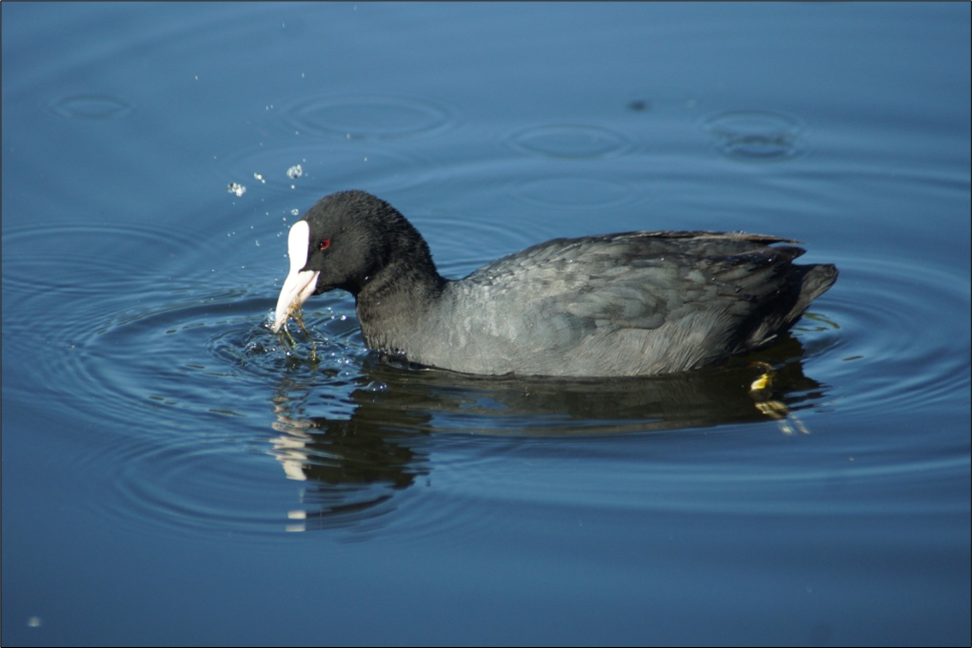 Лысуха Fulica atra